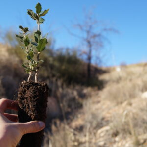 Ayuda a restaurar el paisaje en España